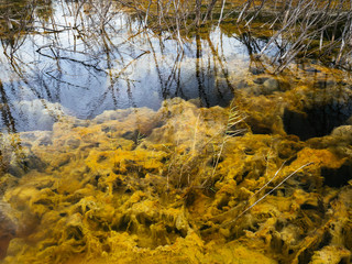 Green deep swamp. Reflection of dry trees in the water of a swampy lake