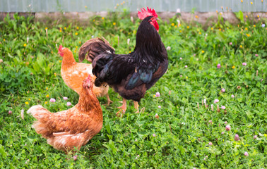 orange adult hen with a black rooster and a chicken walking on green grass