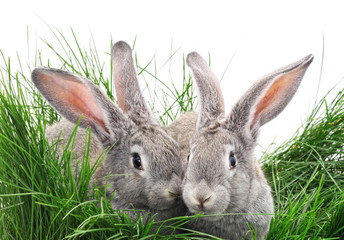 Two rabbits on the grass.