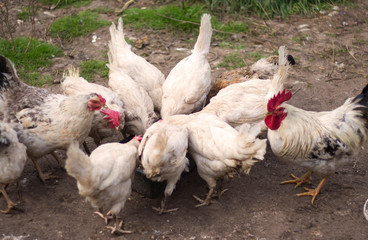 feeding poultry in the yard of the chicken coop