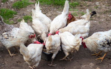 feeding chickens and rooster in the yard of the henhouse