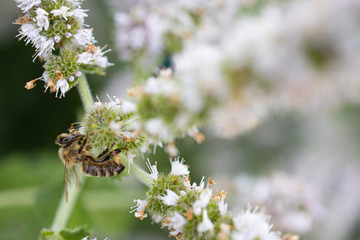 Biene sammelt Pollen auf Minze blüte honig wild