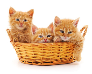 Fototapeta na wymiar Three red kittens in a basket.