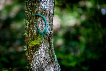 Male of jewel lizard (Liolaemus tenuis) warming up in the sun on the tree. Condor Circuit Trek, Vilches, Maule. Chile. Detail of incredible lizard.