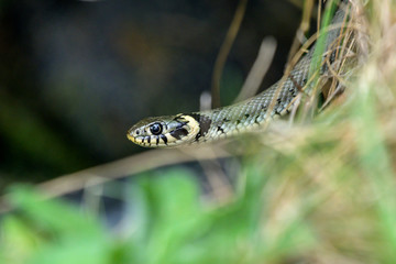 Natrix natrix