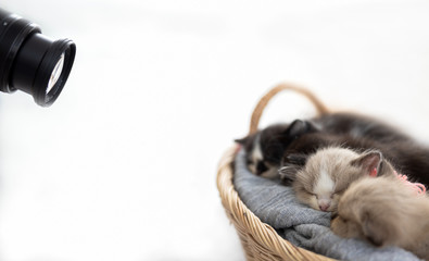persian kitten sleep in basket and dslr camera shooting