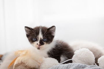 Obraz premium persian kitten black and white