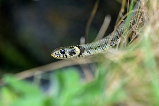 Natrix natrix