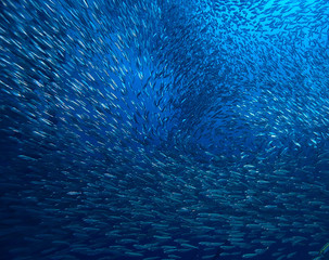 scad jamb under water / sea ecosystem, large school of fish on a blue background, abstract fish alive - obrazy, fototapety, plakaty