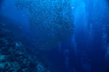 marine ecosystem underwater view / blue ocean wild nature in the sea, abstract background