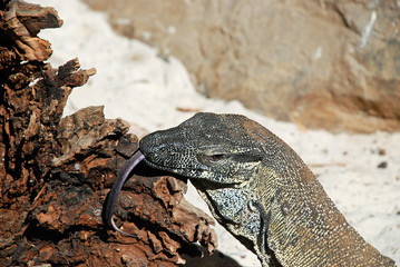 lizard on a rock in desert