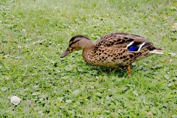Kaczuszka © Bogdan