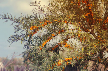 Naklejka na ściany i meble Sea buckthorn on a branch in the garden. Sea buckthorn berries close-up on a tree