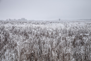 Obraz premium Frost on a grass. Russian provincial natural landscape in gloomy weather. Toned