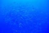 under water ocean / landscape underwater world, scene blue idyll nature