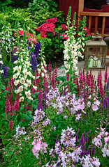 Close up of flowers including Foxgloves, Salvia in a colourful flower  border of an Urban garden