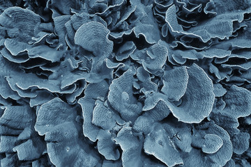 coral reef macro / texture, abstract marine ecosystem background on a coral reef