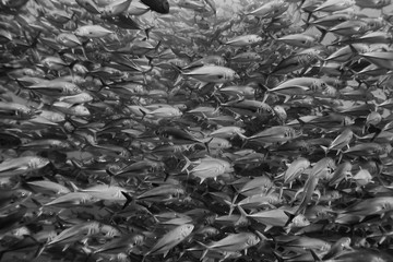 black white fish group / underwater nature poster design