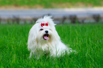 Cute maltese dog