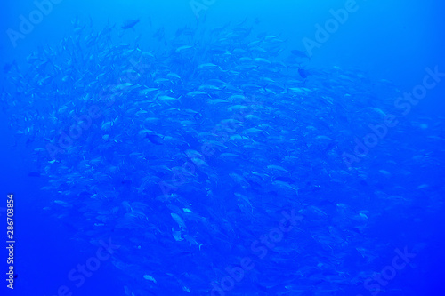 under water ocean / landscape underwater world, scene blue idyll nature