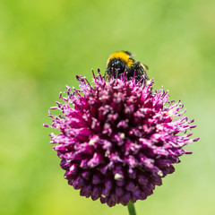 Allium Collector