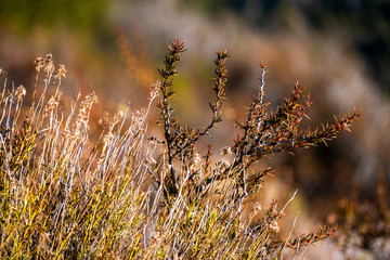 Primer plano de vegetación de estepa patagónica.  Hierbas silvestres de una zona desertica de la patagonia argentina.