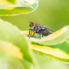 Shrub Sunning