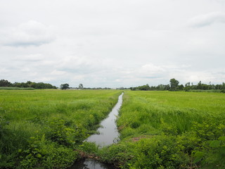 white clouds in the blue sky natural rice tree grassy lush fields grass green manicured lawns beautiful environment background