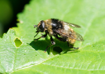 Fototapeta premium Bulb Fly