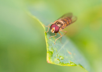 Hoverfly Head
