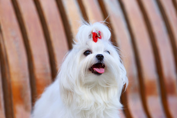 Cute maltese dog