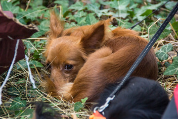 Red-haired puppy sleeps in a grass. A small dog is resting in the park. Long-haired Russian Toy Terrier.