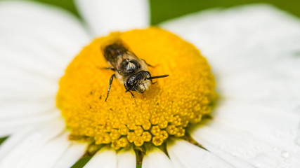 Mining Bee