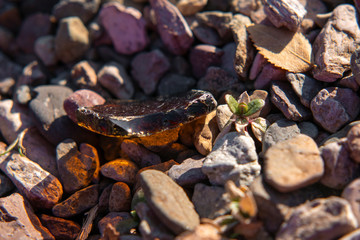 A piece of amber-colored glass polished between the stones of a beach in a Patagonian lake.