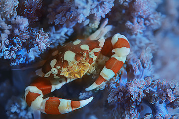 crab underwater photo / small crab, underwater scene © kichigin19