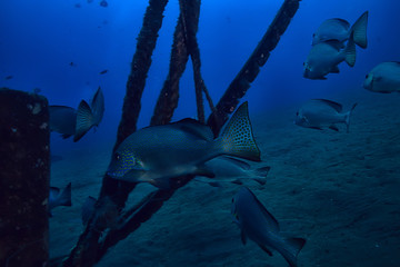underwater scene / coral reef, world ocean wildlife landscape