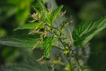 green nettle close up in summer day