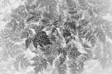 black white texture leaves / abstract nature background unusual