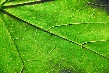 The texture of the maple eaves closeup against light