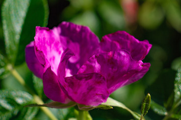 pink rose in the garden
