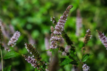 flowers mint closeup