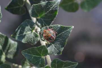 ivy leaves close up with a small beetle