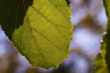 The texture of the leaves closeup against light