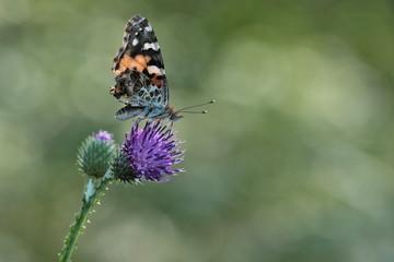 Distelfalter - vanessa cardui - auf einer Distel