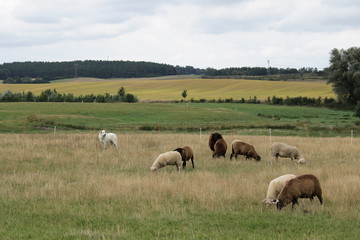 Naklejka na ściany i meble Schafe und Hütehund auf der Weide