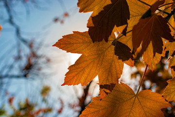 Orange maple leaves against the sun