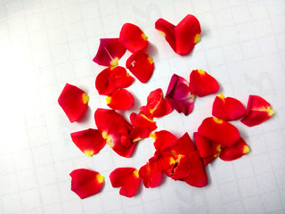 cute red rose , rose petals
