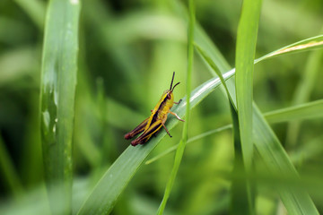 a yellow-brown grasshopper sits on a green leaf after rain