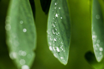 green leaves with water drops after rain