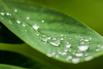 Fototapeta premium green leaves with water drops after rain